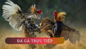 Khám Phá Cách Chơi Đá Gà GA28 Tại 99OK Để Trở Thành Cao Thủ Chuyên Nghiệp