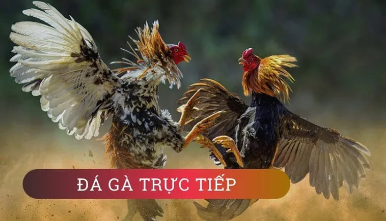 Khám Phá Cách Chơi Đá Gà GA28 Tại 99OK Để Trở Thành Cao Thủ Chuyên Nghiệp