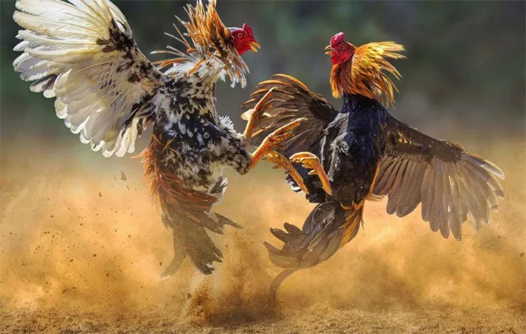 Cách Chơi Đá Gà WS168 Tại 99OK Giúp Game Thủ Kiếm Tiền Triệu Mỗi Ngày